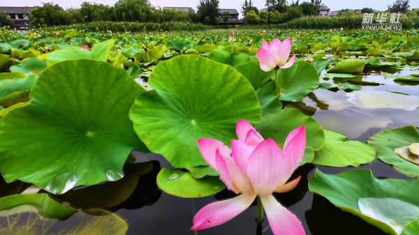 优益配资 秀我中国｜山东聊城：荷花朵朵映水城
